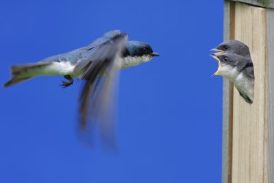 Bring Tree Swallows to Your Backyard – Knoxville Chapter Tennessee ...